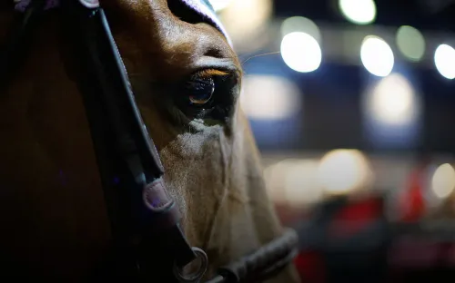 Избила лошадь на глазах у публики. Всадницу требуют отстранить пожизненно от спорта