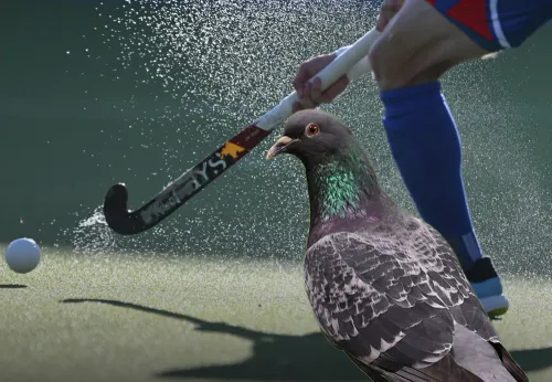 Стрельба посреди матча! Продавец клубники целился в голубей, а попал в тренера