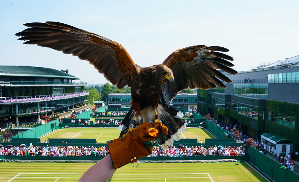ястреб Руфус, Уимблдон, Getty Images.webp